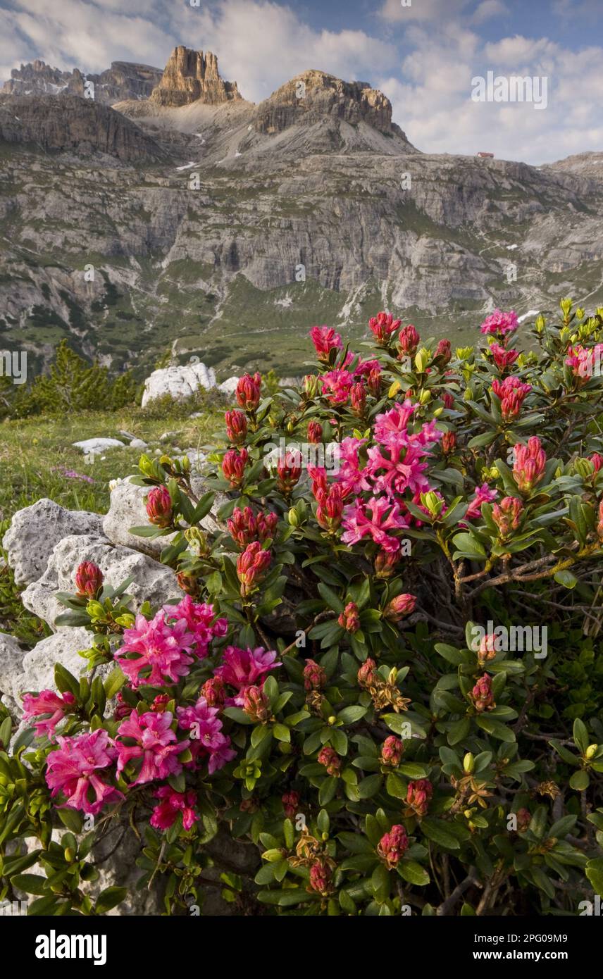 Hairy alpenrose, alpine bush, rock rose, heather family, Hairy alpine rose (Rhododendron hirsutum) flowering, growing in mountain habitat, Tre Cime Stock Photo