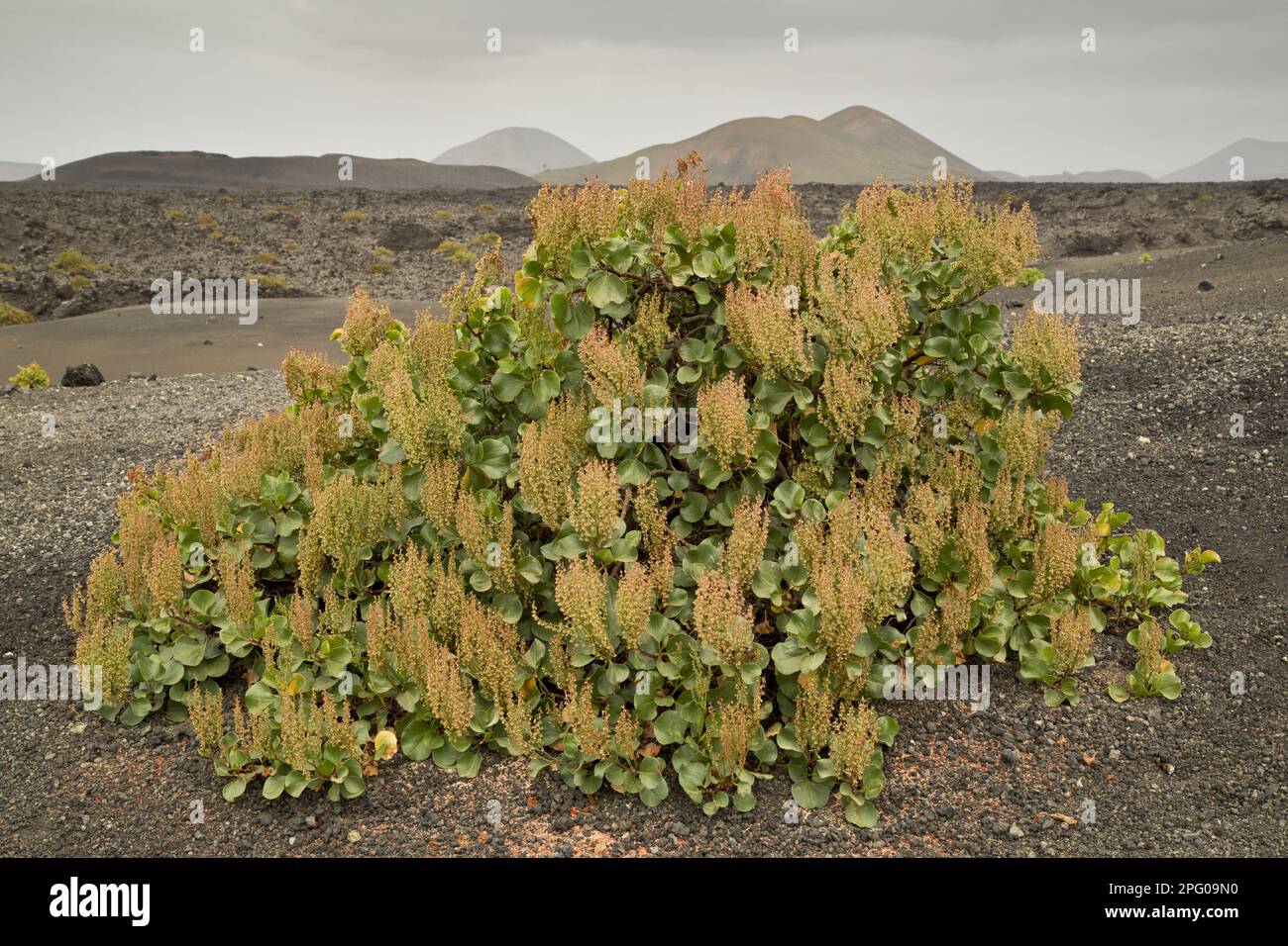 Canary sorrel (Rumex lunaria) habit, growing on cinders, Timanfaya N. P. Lanzarote, Canary Islands Stock Photo