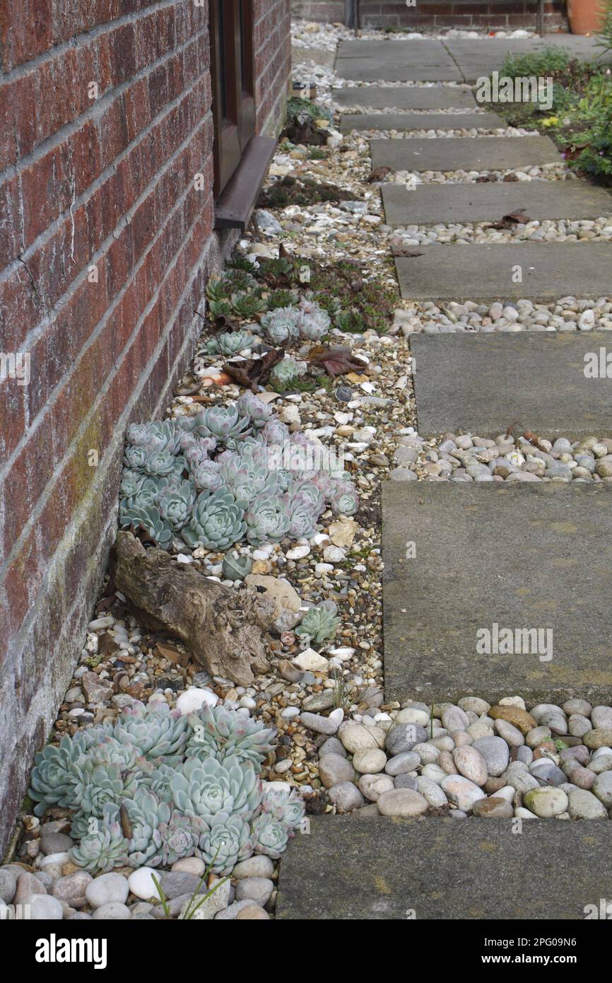 Houseleek (Sempervivum sp.) growing in gravel, beside garden path with concrete slabs, Suffolk, England, United Kingdom Stock Photo