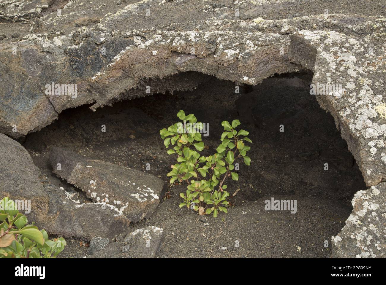 Canary sorrel (Rumex lunaria) habit, growing on cinders in the lava tunnel, Timanfaya N. P. Lanzarote, Canary Islands Stock Photo