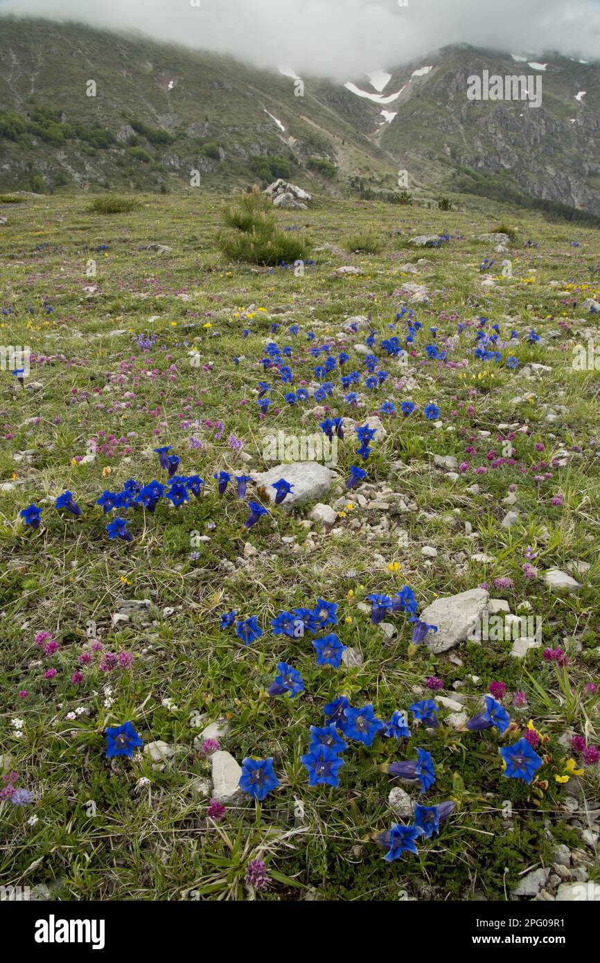 Flowering mass of Appennine Trumpet dinaric gentian (Gentiana dinarica), growing in calcareous grassland habitat (at 1500m), Monti Sibillini Stock Photo
