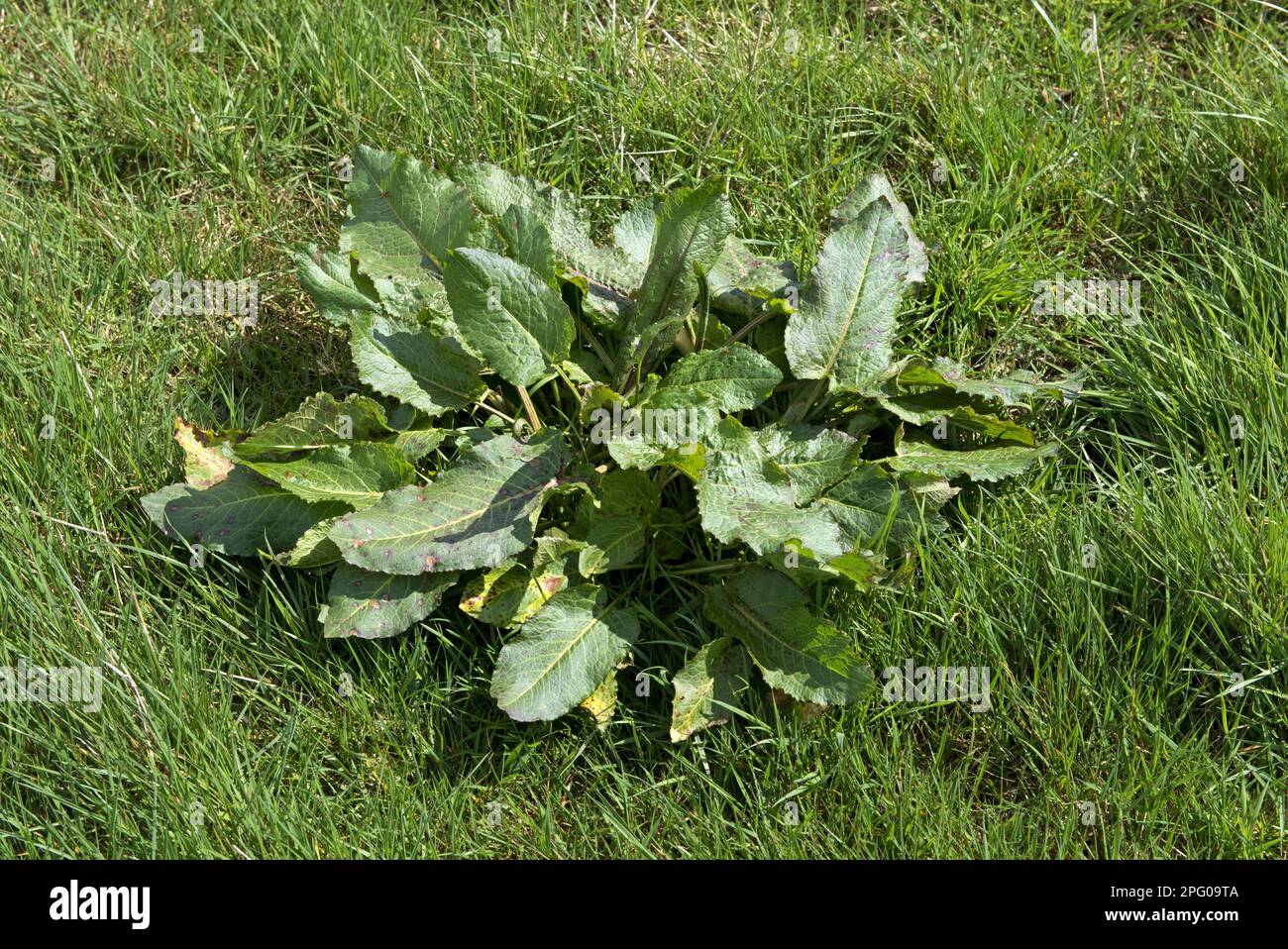 Broad-leaved dock, Rumex obtusifolius, a weed in grassy pasture Stock Photo