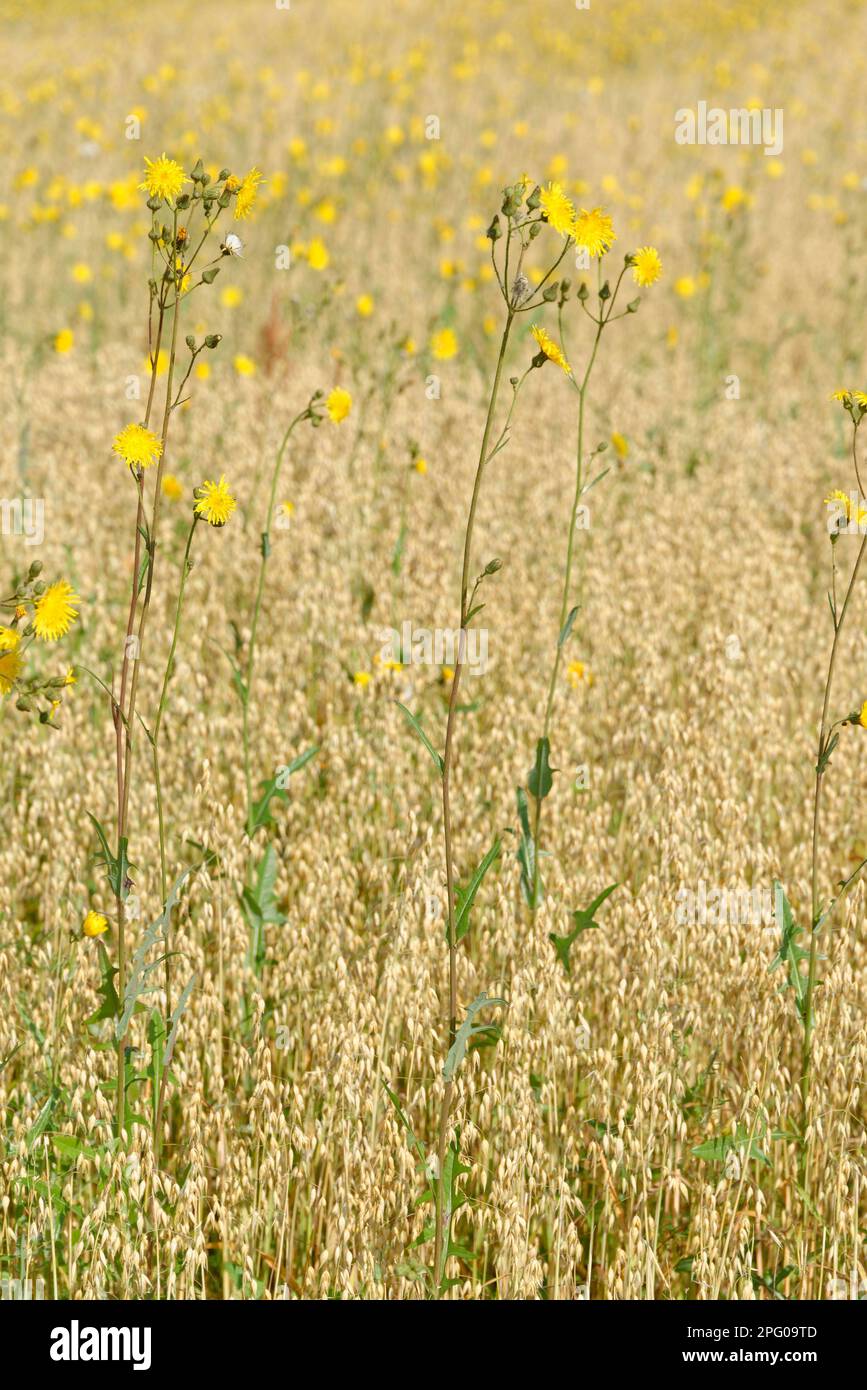 Rough hawksbeard (Crepis biennis), in Common oat (Avena sativa), Huelser Bruch nature reserve, Huels, Krefeld, North Rhine-Westphalia, Huelser Bruch Stock Photo