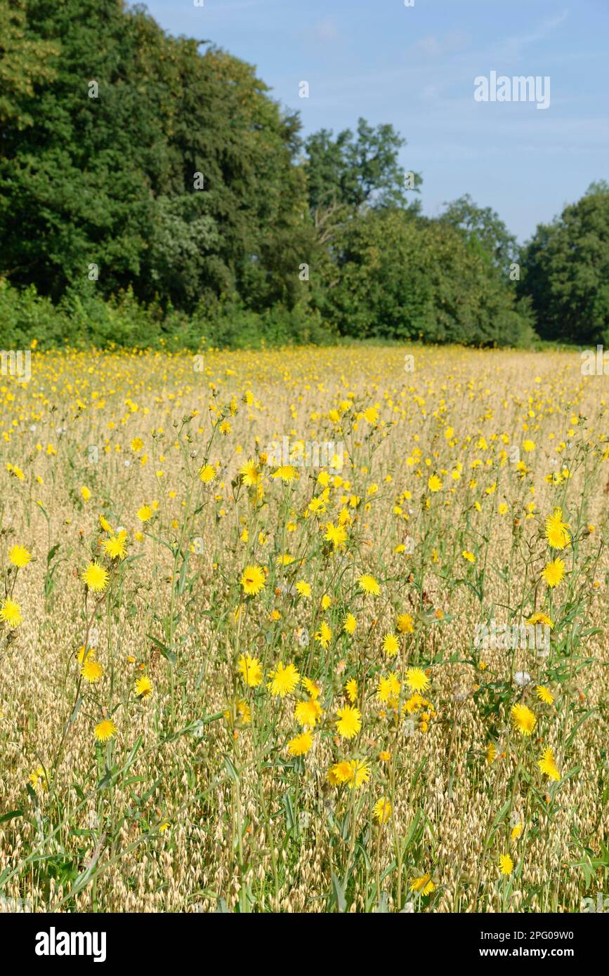 Rough hawksbeard (Crepis biennis), in Common oat (Avena sativa), Huelser Bruch nature reserve, Huels, Krefeld, North Rhine-Westphalia, Huelser Bruch Stock Photo