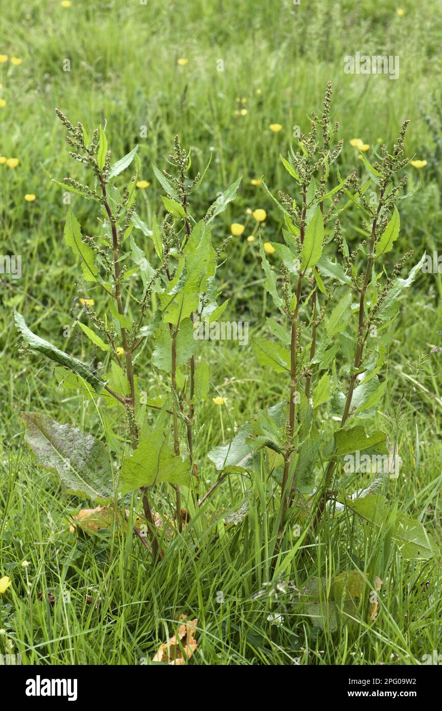 Broad-leaved Dock, Rumex obtusifolius, flowering in grassland meadow, Berkshire, England, United Kingdom Stock Photo