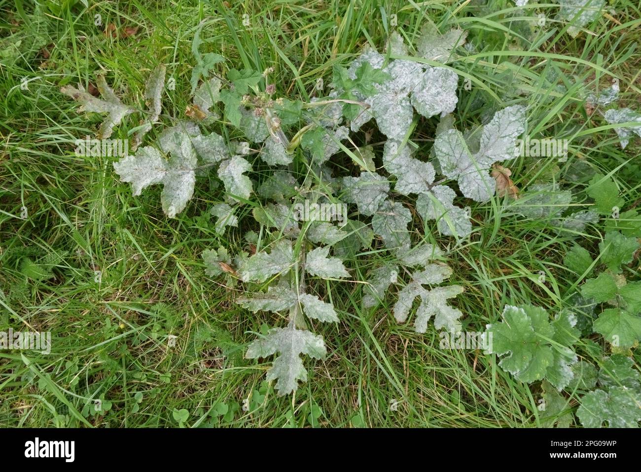 Umbellifer Powdery Mildew, Erysiphe heraclei, on Common Hogweed (Heracleum sphondylium), secondary host, Berkshire, England, United Kingdom Stock Photo