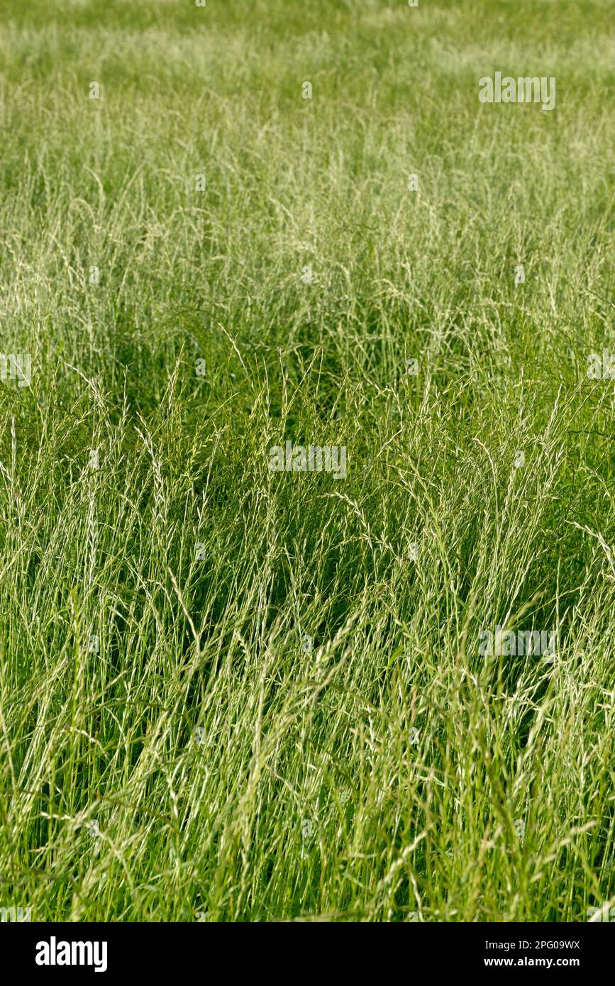 Field with perennial ryegrass (Lolium perenne), St. Hubert, Kempen, NRW, Germany Stock Photo
