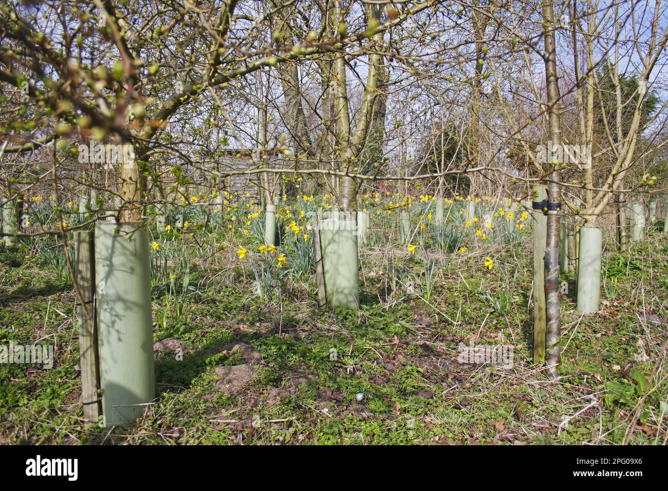 Young trees protected with plastic sleeves, with Wild Daffodil (Narcissus pseudonarcissus) flowering, Micklemere Nature Reserve, Pakenham, Suffolk Stock Photo