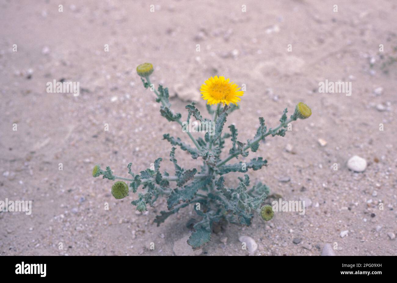 Parosheet Galonite (Pulicaria desertorum) is a low-lying plant with yellow flowers that grows in desert areas. The leaves and flowers can be used to Stock Photo