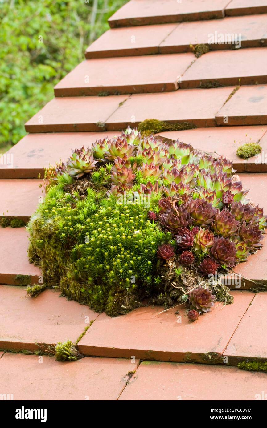 Houseleek (Sempervivum sp.) and mosses growing on house roofs, Milford-on-Sea, Hampshire, England, United Kingdom Stock Photo