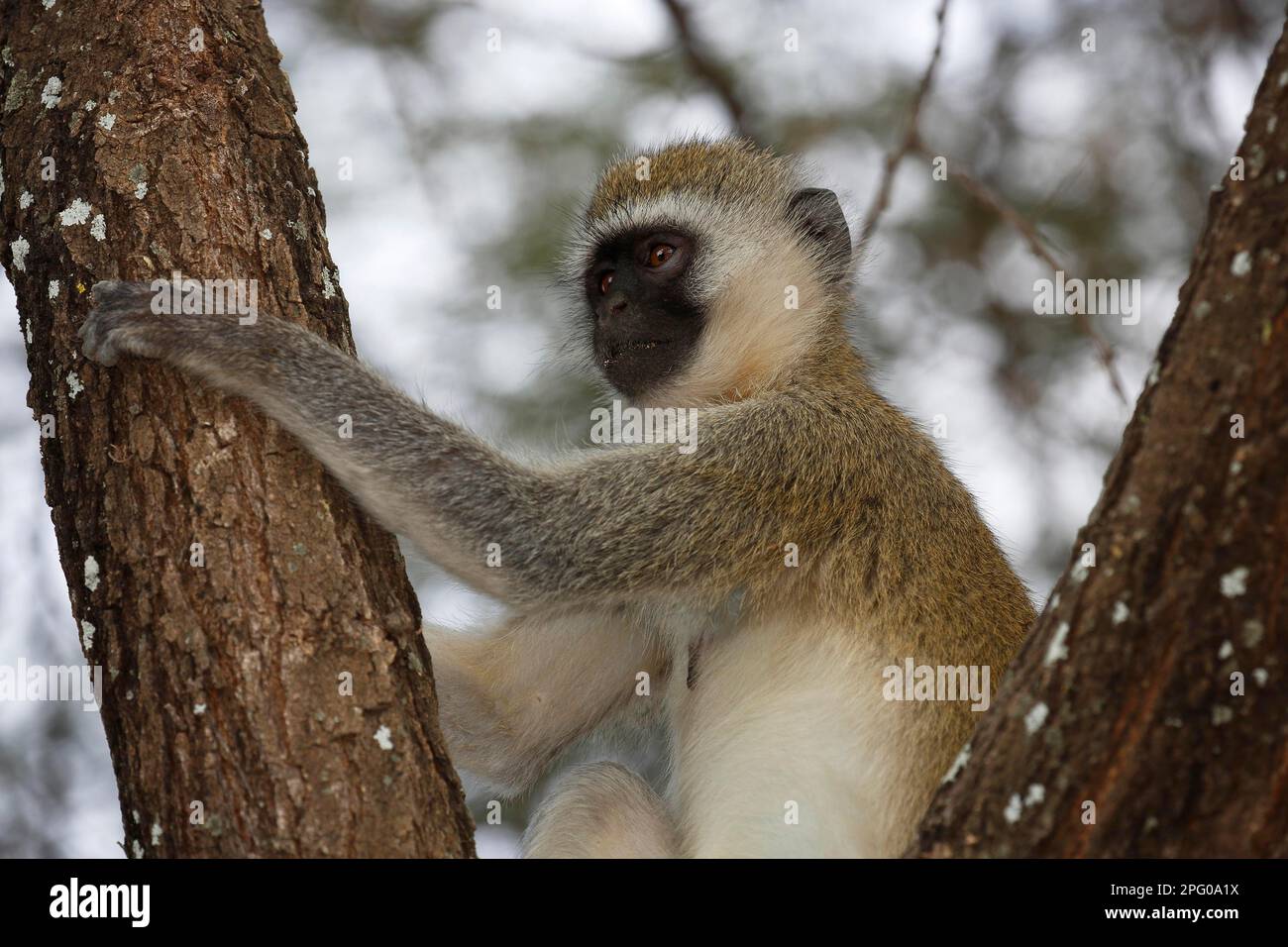 Southern vervet monkey (Chlorocebus pygerythrus), Lake Manyara National Park, Tanzania Stock Photo