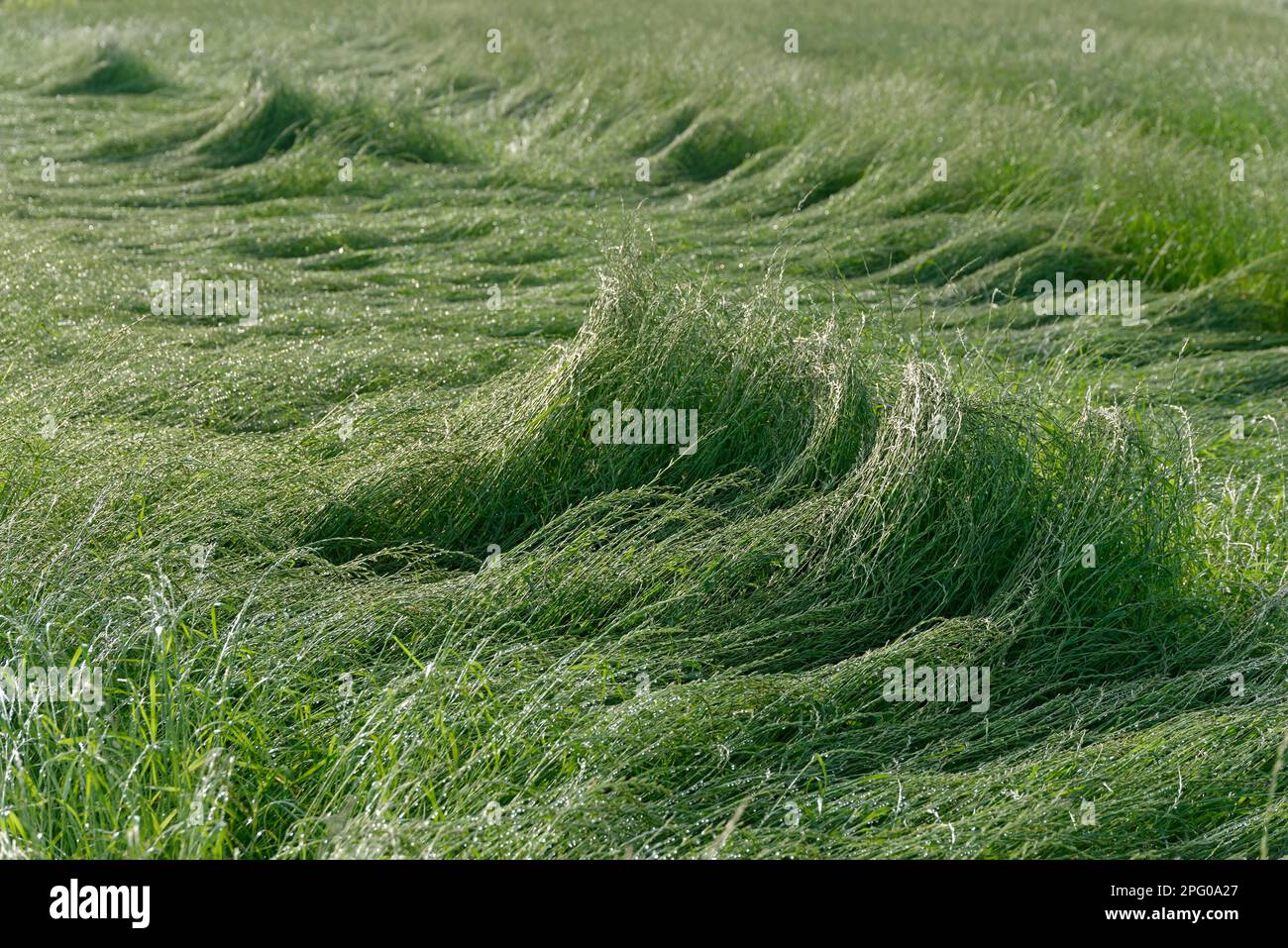 Field with perennial ryegrass (Lolium perenne) after storm, St.Hubert, Kempen, NRW, Germany Stock Photo