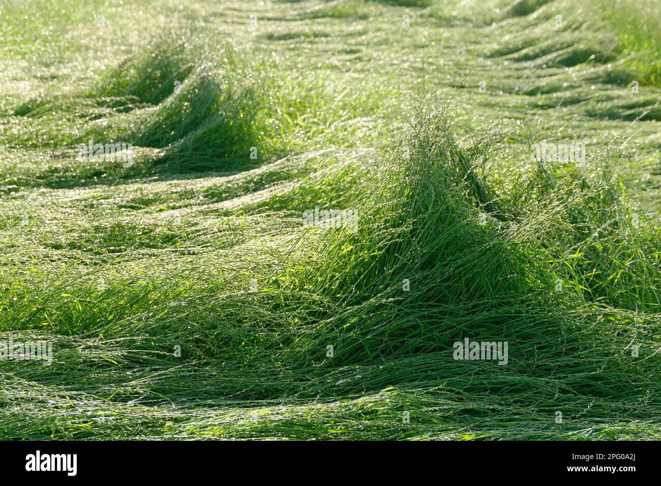 Field with perennial ryegrass (Lolium perenne) after storm, St.Hubert, Kempen, NRW, Germany Stock Photo