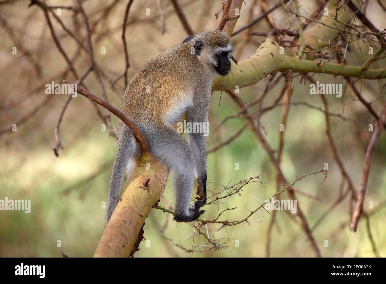 Southern vervet monkey (Chlorocebus pygerythrus), Lake Manyara National Park, Tanzania Stock Photo