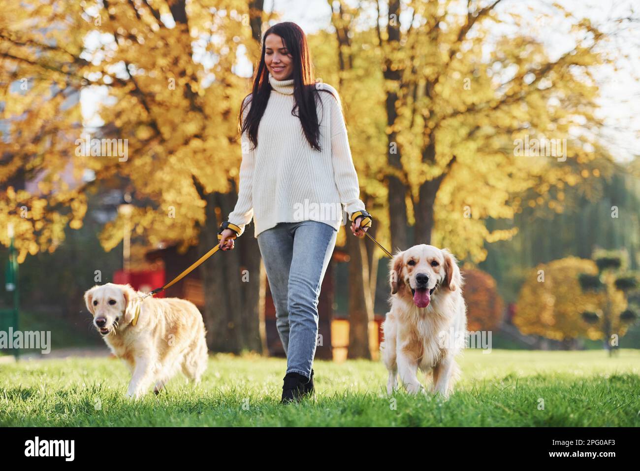 Brunette walks with two Golden Retriever dogs in the park at daytime ...