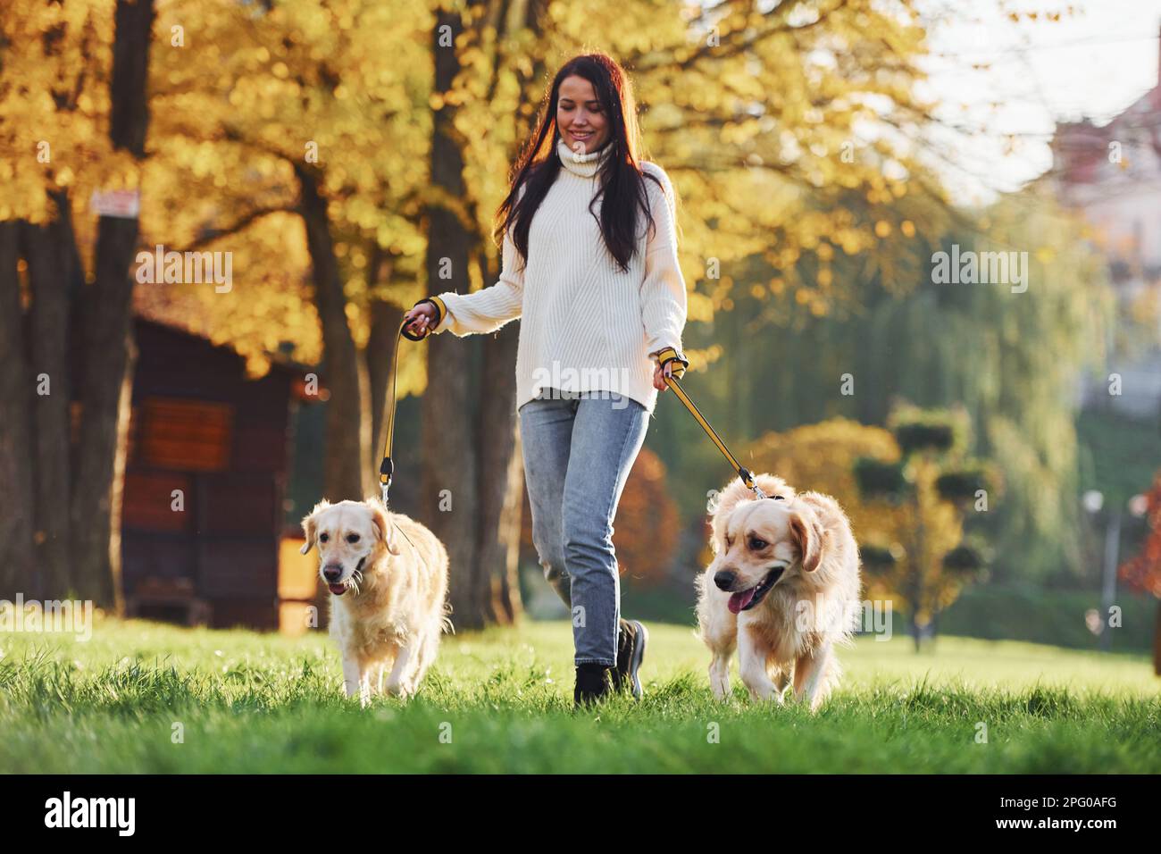 Brunette walks with two Golden Retriever dogs in the park at daytime ...