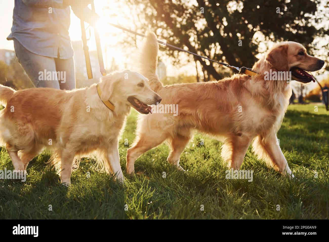 Amazing sunshine. Woman have a walk with two Golden Retriever dogs in ...