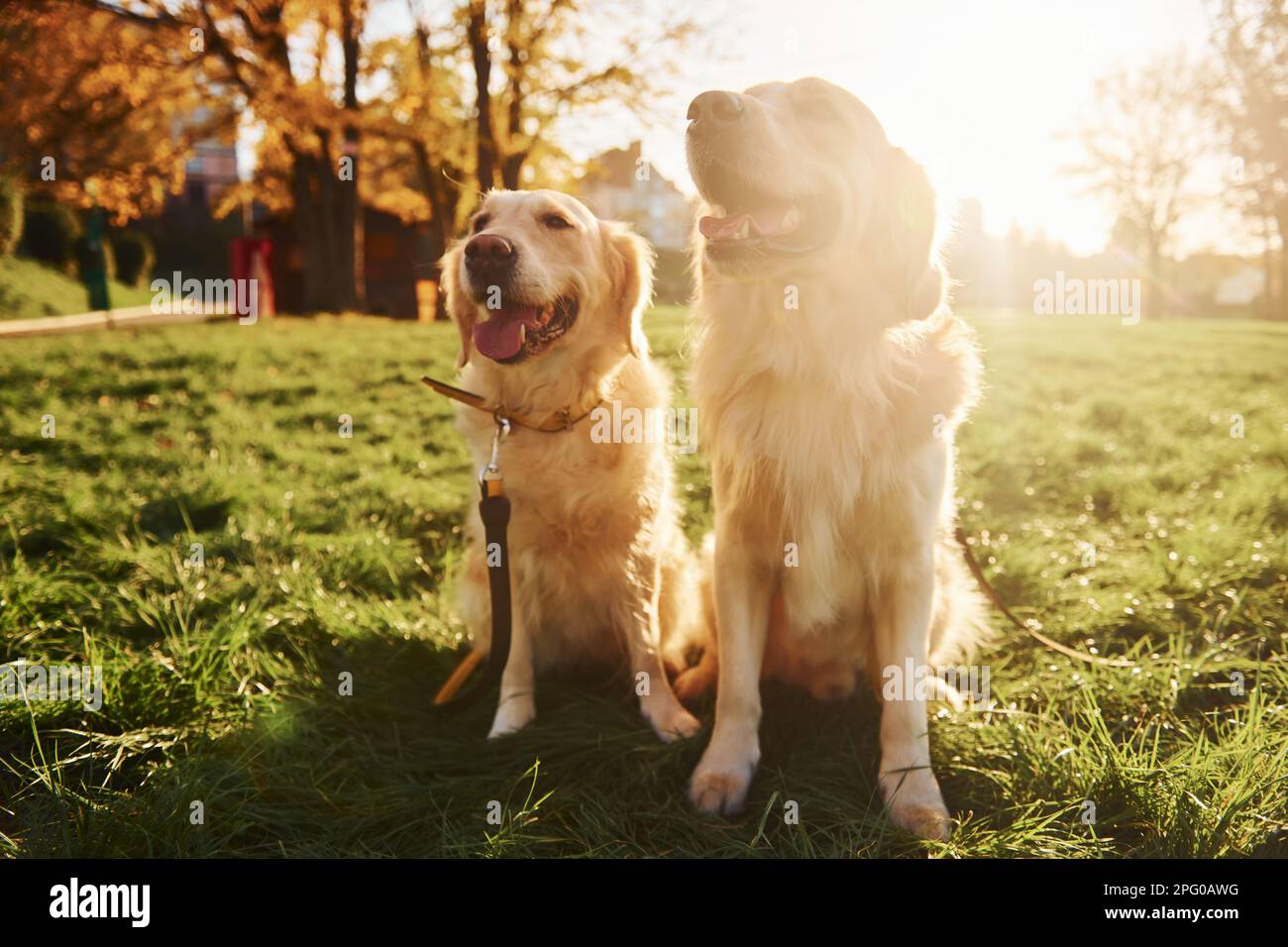Beautiful sunshine. Two beautiful Golden Retriever dogs have a walk ...