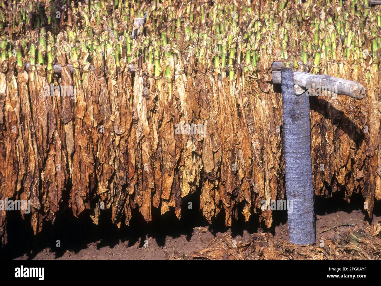 Harvested tobacco leaves being dried in the Sun, Tamil Nadu, India