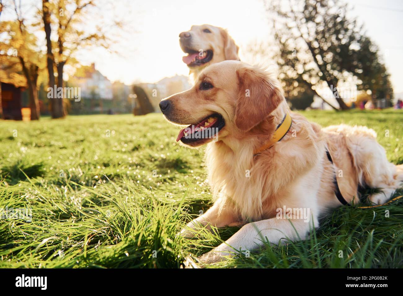 Sitting on the grass. Two beautiful Golden Retriever dogs have a walk ...