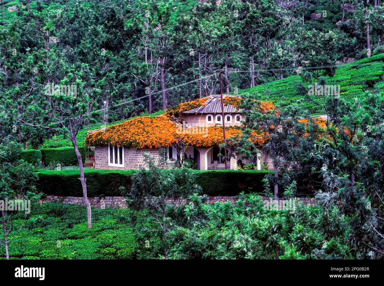 A bungalow in a tea garden, coonoor, Nilgiris, Tamil Nadu, South India