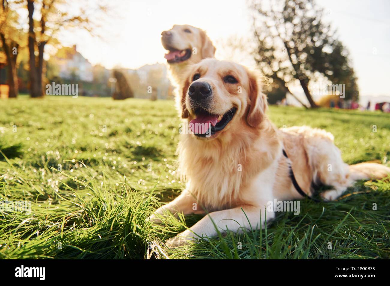 Sitting on the grass. Two beautiful Golden Retriever dogs have a walk ...
