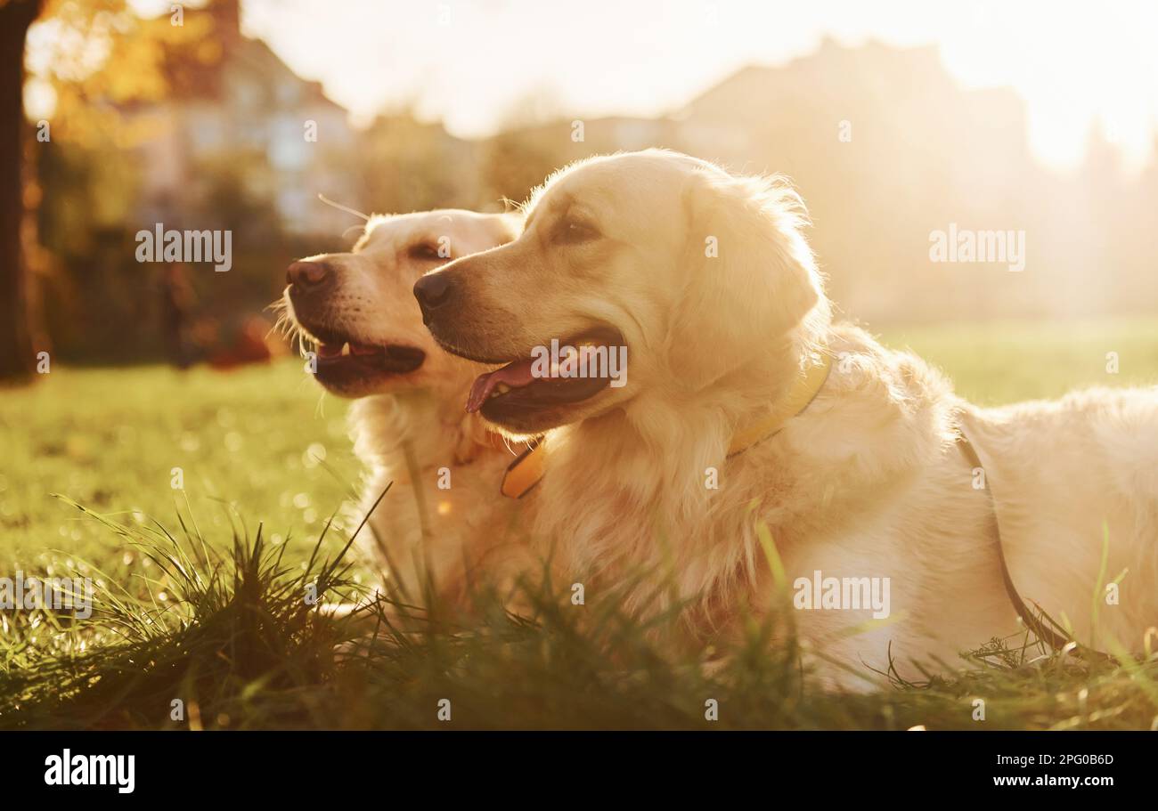 Beautiful sunshine. Two beautiful Golden Retriever dogs have a walk ...