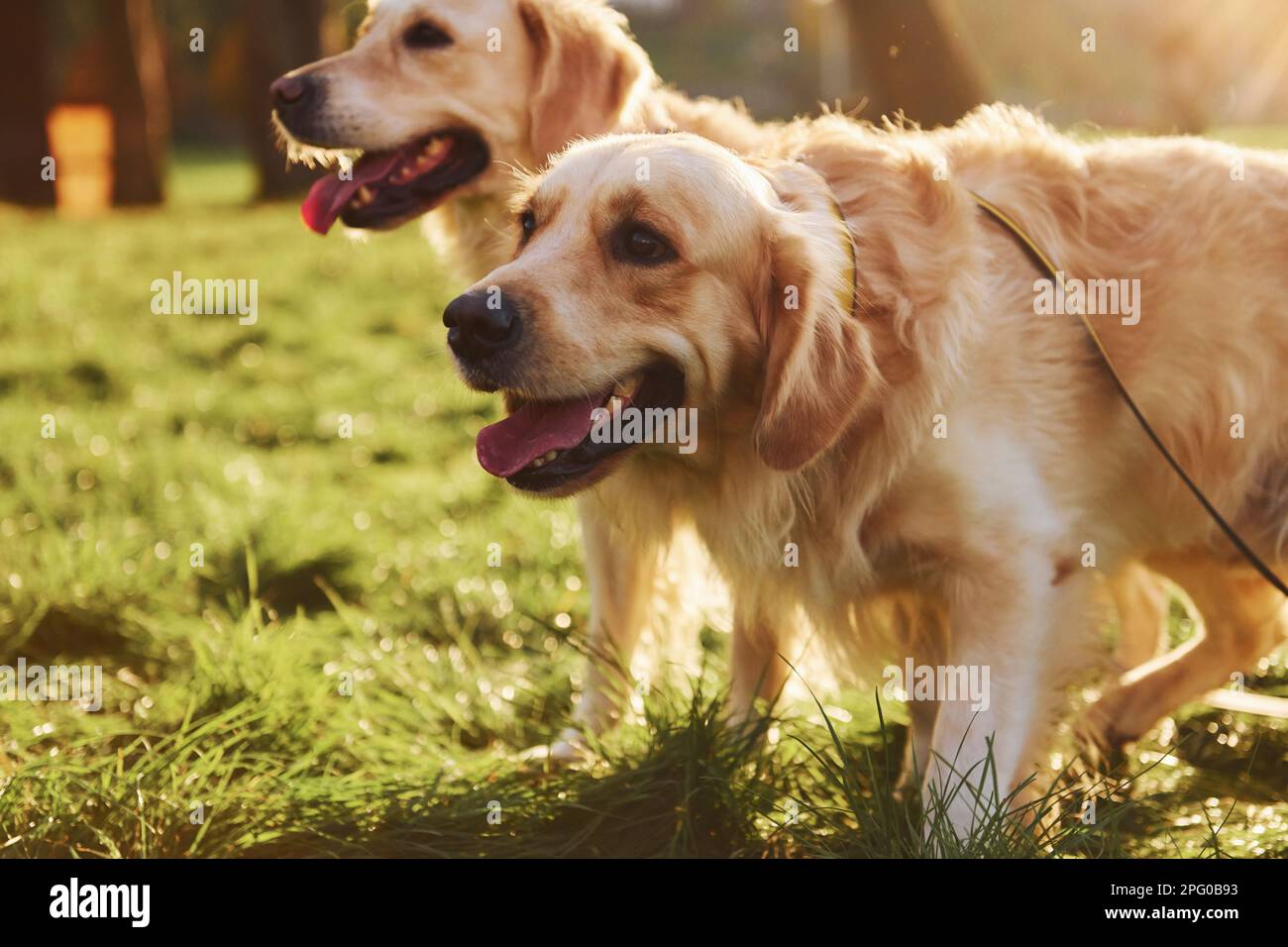Two beautiful Golden Retriever dogs have a walk outdoors in the park ...