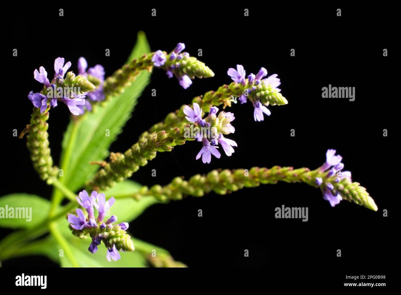 Vervain (Verbena officinalis Stock Photo Alamy