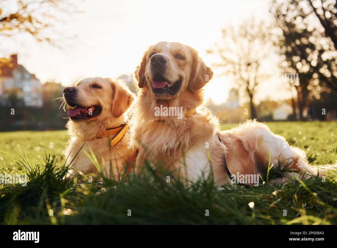 Sitting on the grass. Two beautiful Golden Retriever dogs have a walk ...