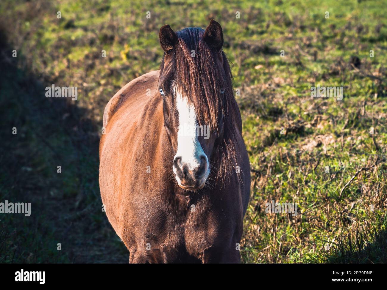 A brown horse in the middle of a pasture facing the camera. A horse with blue-blue eyes and bangs blowing in the morning wind, in the glow of the morn Stock Photo