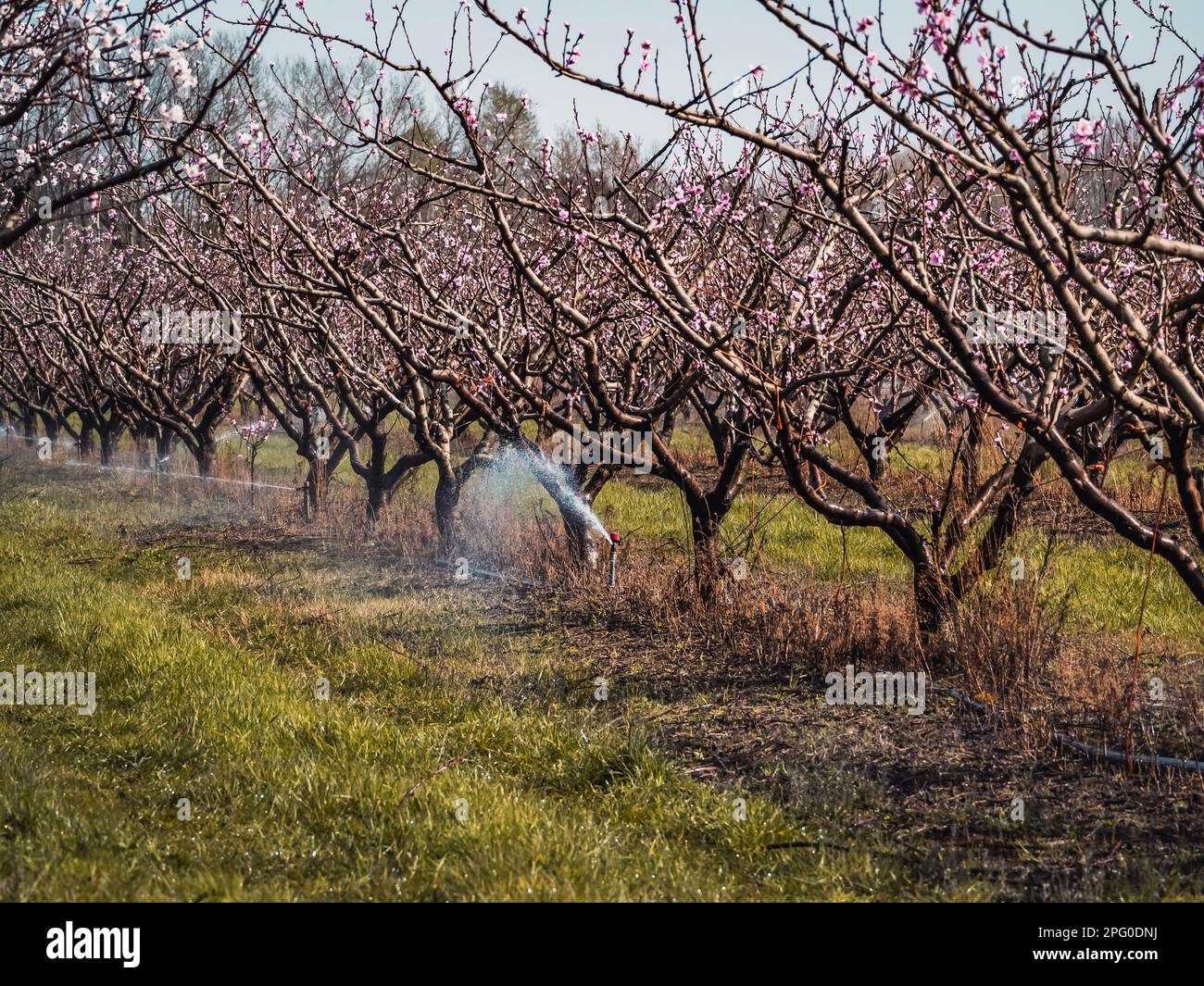 Tree watering system. Spring watering Apricot trees being watered
