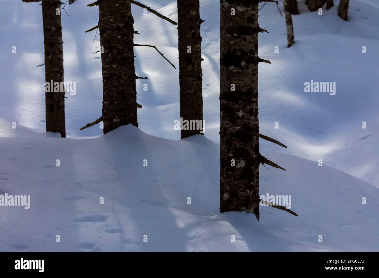 Snow blown by the wind in the forest of Rock River Canyon Wilderness, Hiawatha National Forest, Upper Peninsula, Michigan, USA Stock Photo