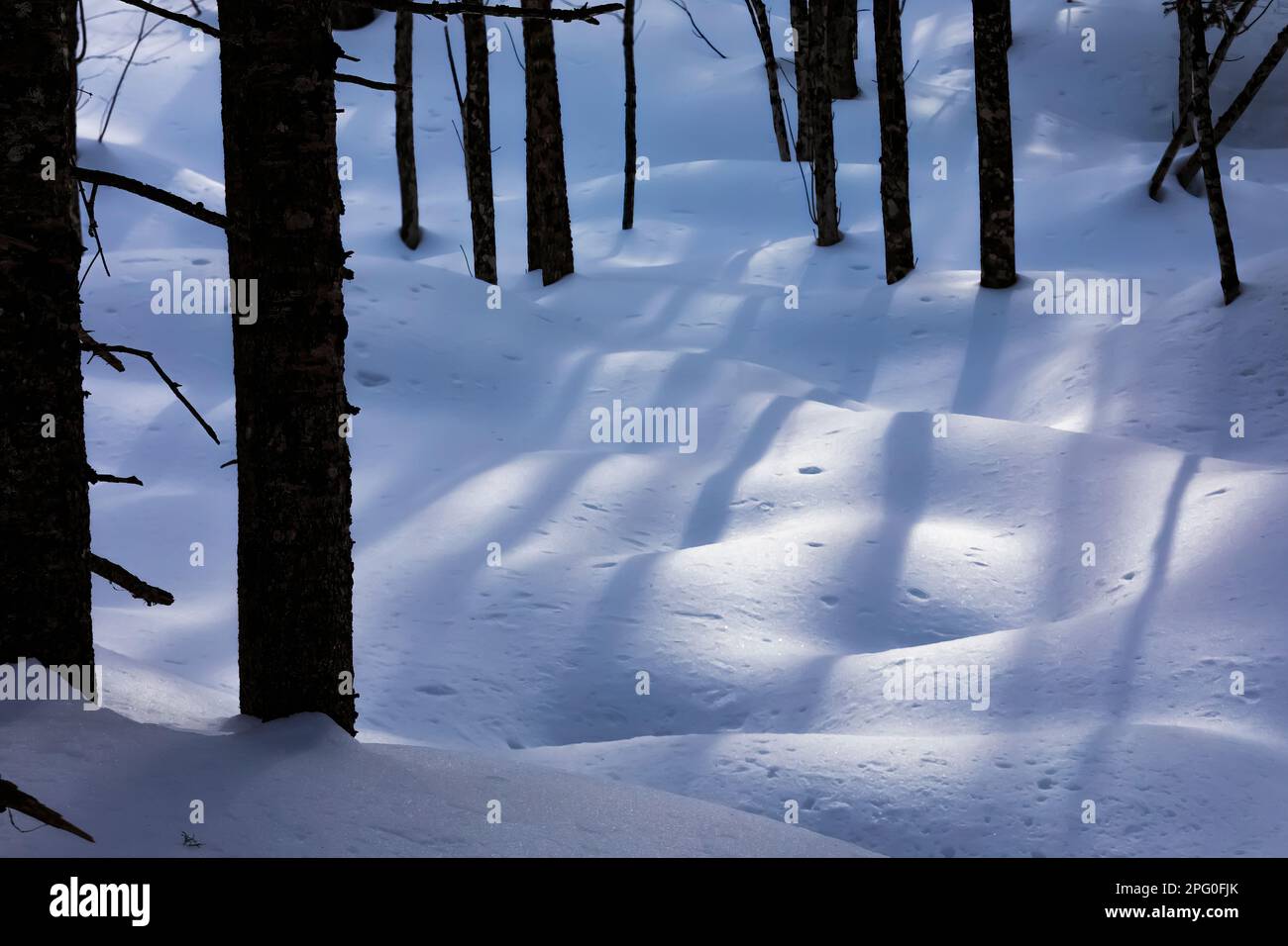 Snow blown by the wind in the forest of Rock River Canyon Wilderness, Hiawatha National Forest, Upper Peninsula, Michigan, USA Stock Photo