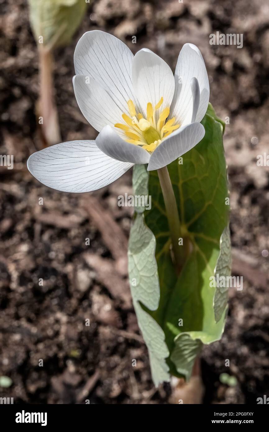 Bloodroot wildflower blooming in the springtime woods at Taylors Falls