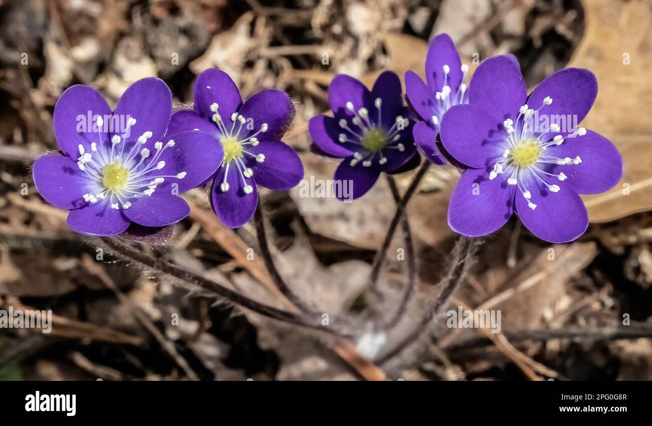 Deep purple hepatica wildflowers blooming in the springtime woods at Taylors Falls Lions Club South Park in Taylors Falls, Minnesota USA. Stock Photo
