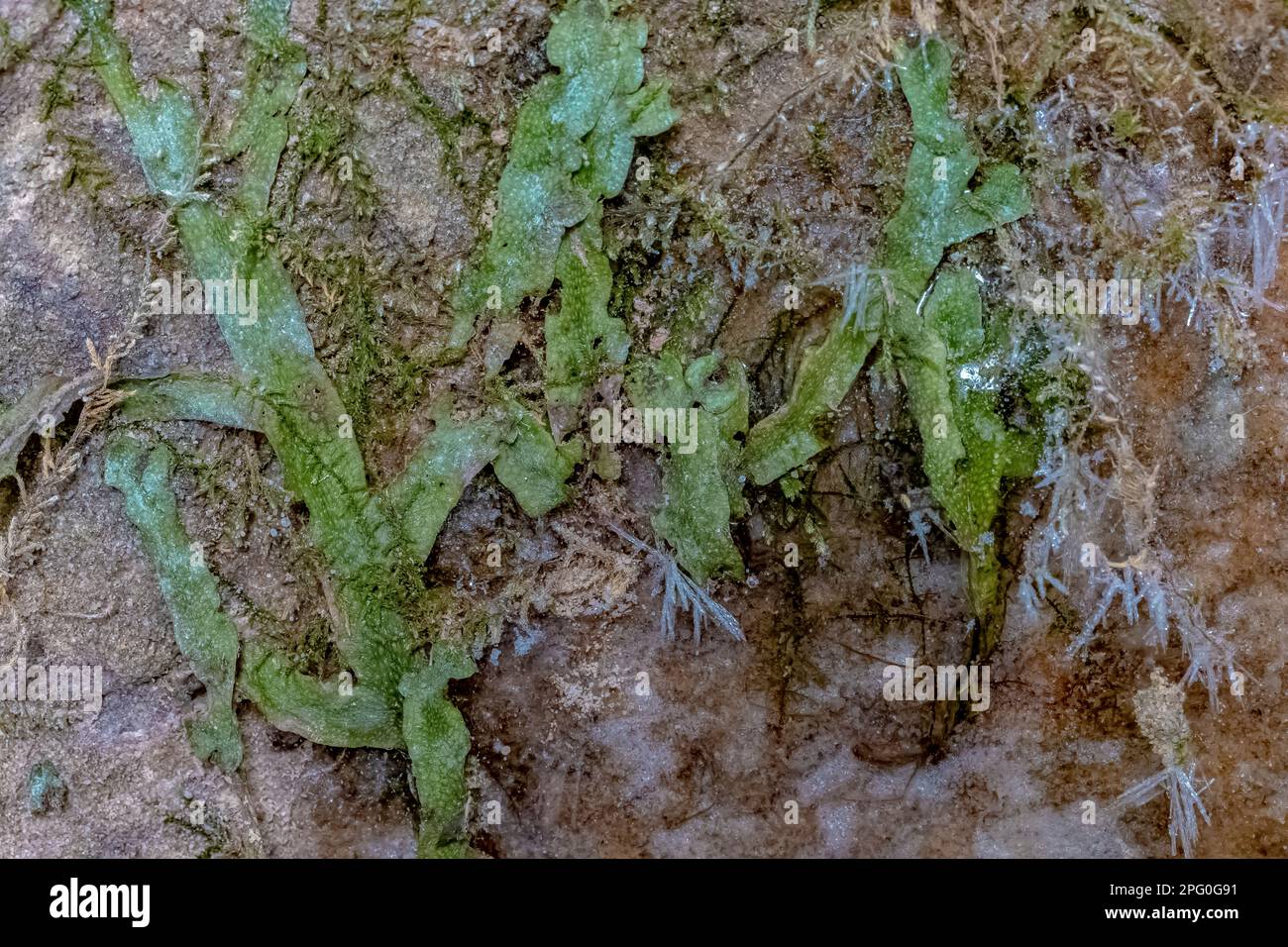 Snakeskin Liverwort,Conocephalum salebrosum, on dolomitic sandstone, Eben Ice Caves, Rock River Canyon Wilderness, Hiawatha National Forest, Michigan, Stock Photo