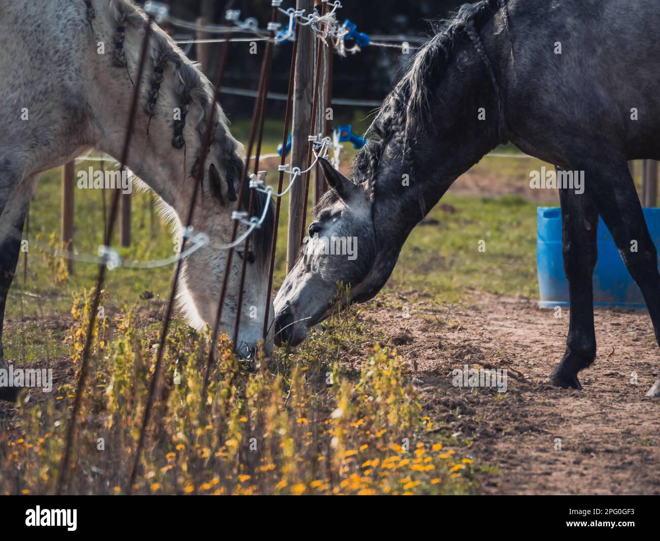 The love of two horses, gray and white, with braids on the mane. Close-up of horses in the pasture. Separated horses. Horses with braids Stock Photo
