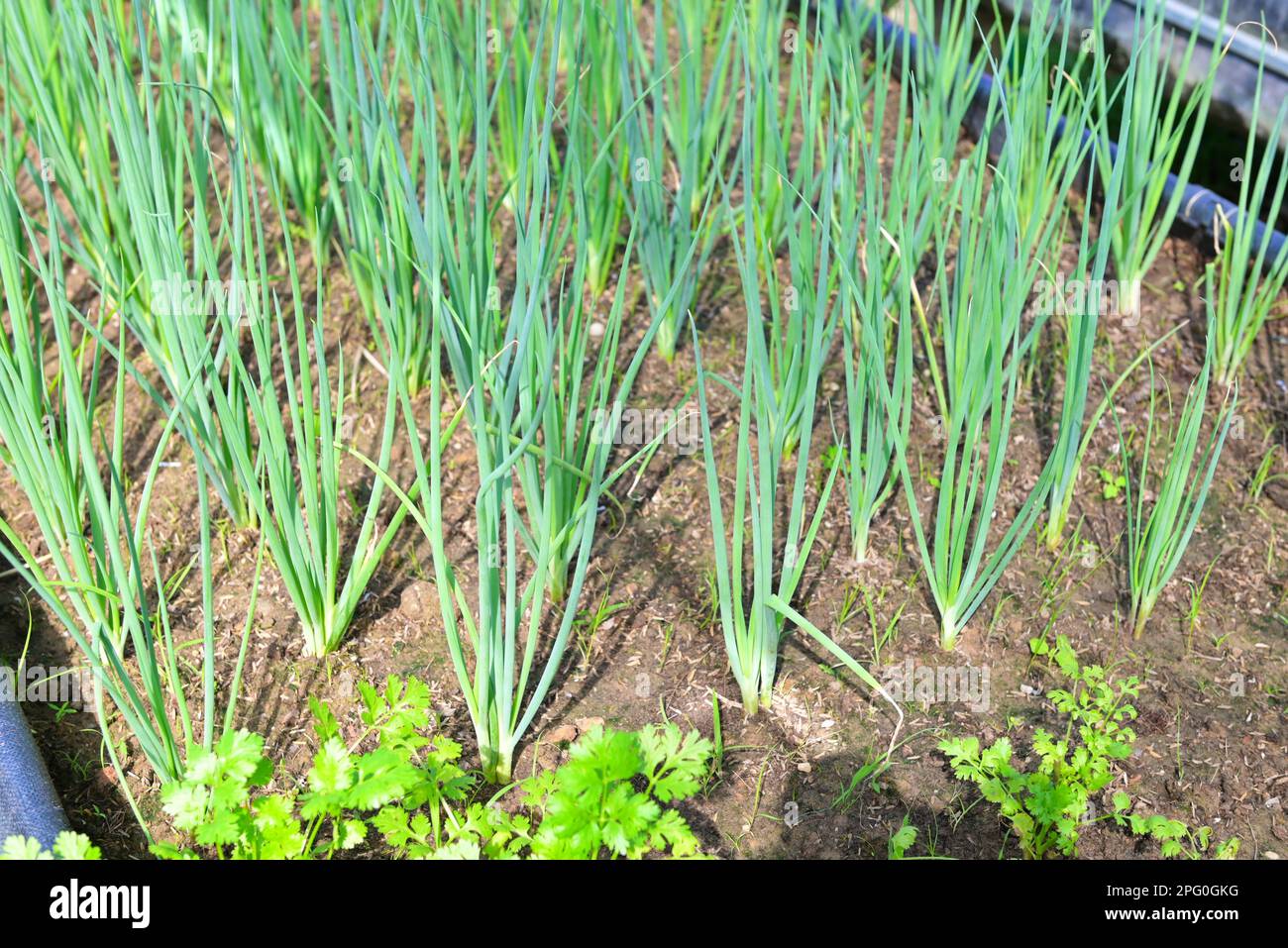 Spring onion vegetable farm soil vegetable garden, organic spring onion