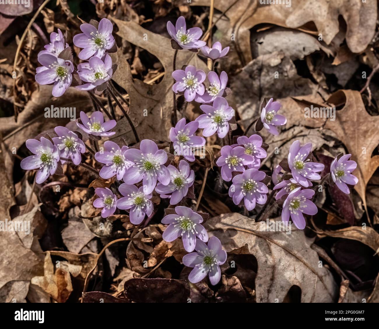 Purple hepatica wildflowers blooming in the springtime woods at Taylors Falls Lions Club South Park in Taylors Falls, Minnesota USA. Stock Photo