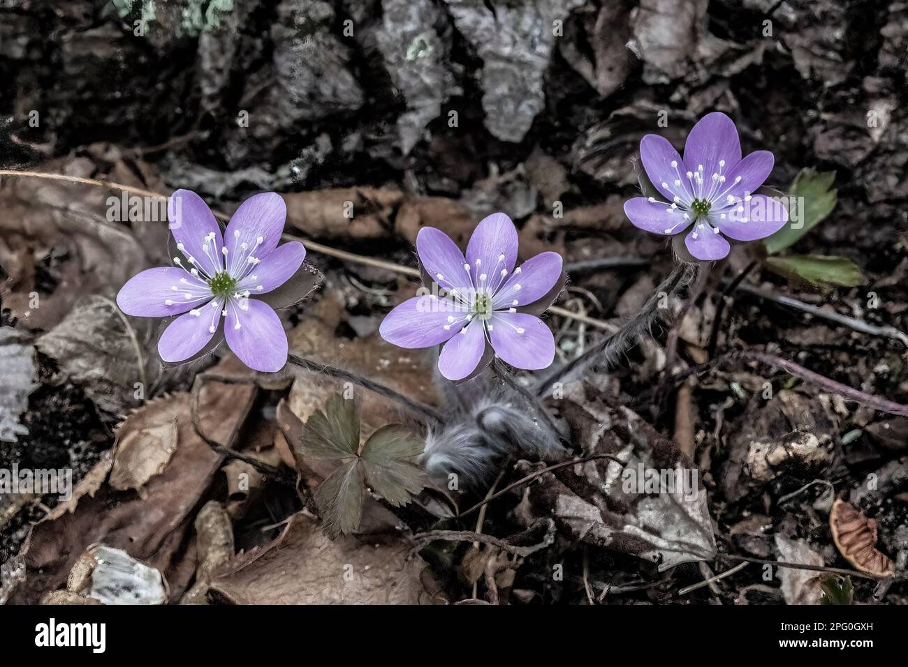 Purple hepatica wildflowers blooming in the springtime woods at Taylors Falls Lions Club South Park in Taylors Falls, Minnesota USA. Stock Photo