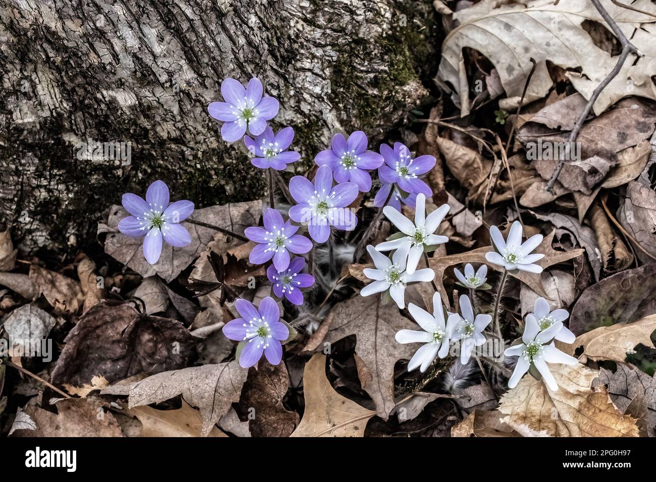 Purple and white hepatica wildflowers blooming in the springtime woods at Taylors Falls Lions Club South Park in Taylors Falls, Minnesota USA. Stock Photo