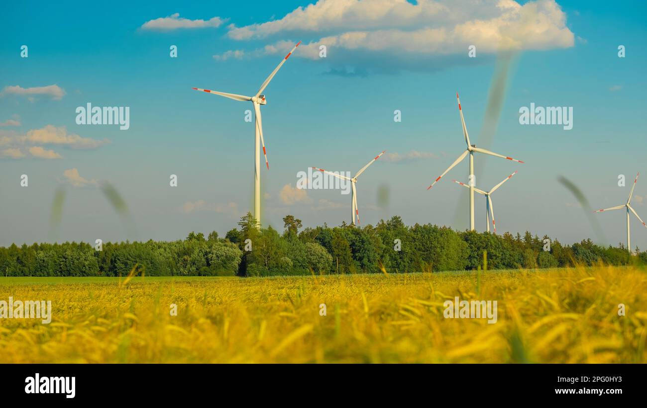 Wind generators in a wheat field.renewable energy.Ripe wheat and
