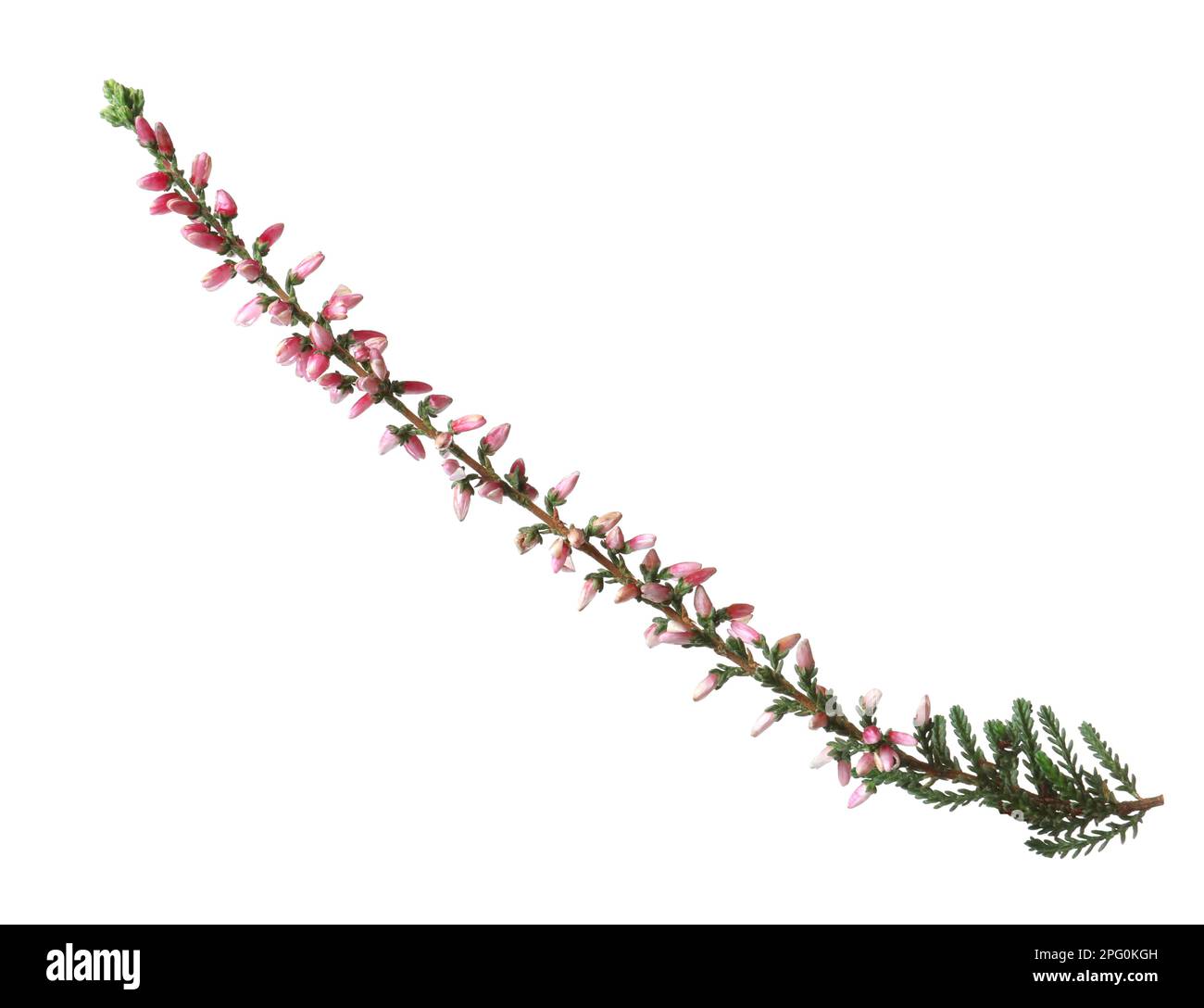 Sprig of heather with beautiful flowers isolated on white Stock Photo