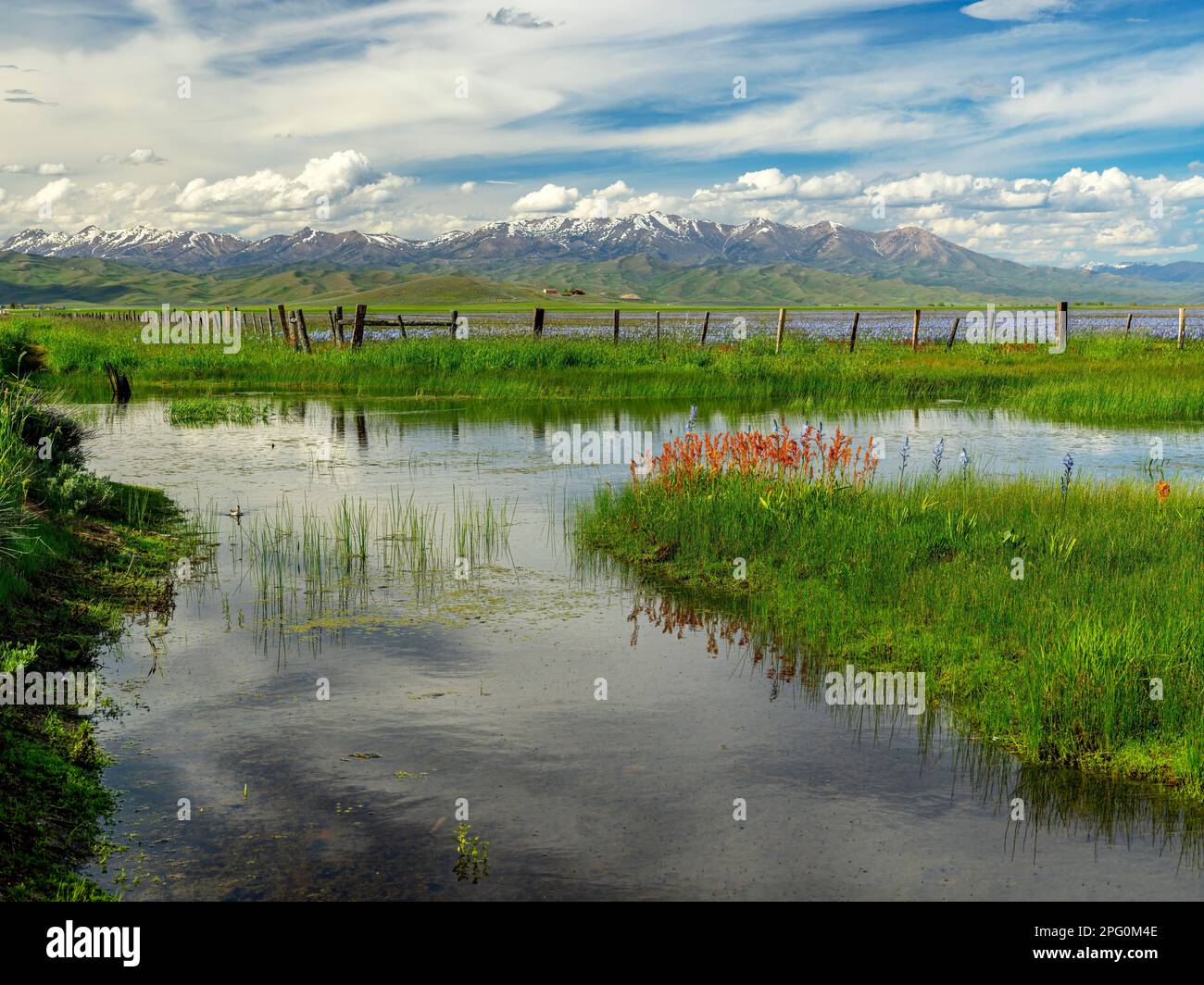 Beautiful nature scene with wildflowers and water reflections Stock ...
