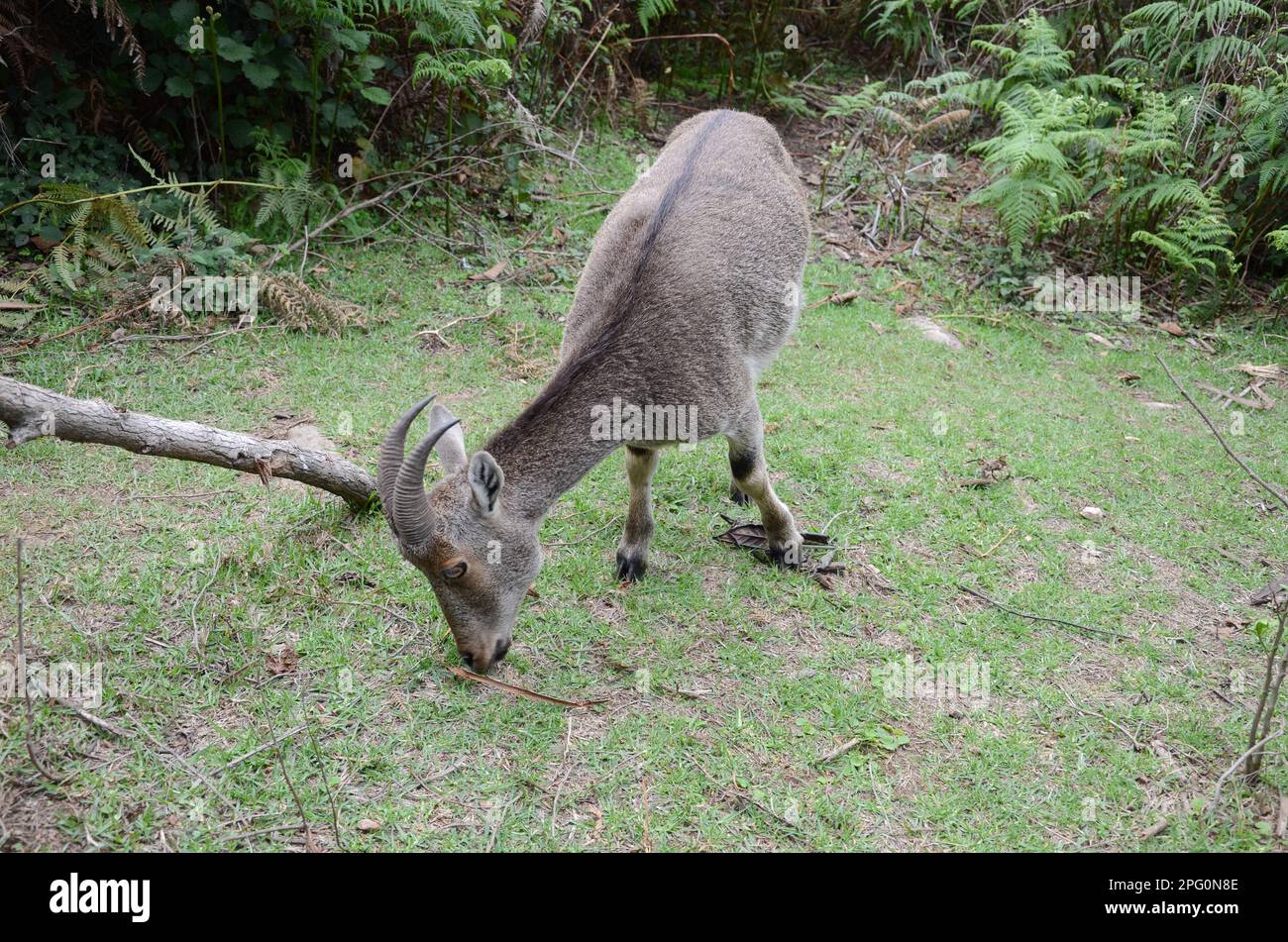 A Nilgiri Tahr Hi-res Stock Photography And Images - Alamy