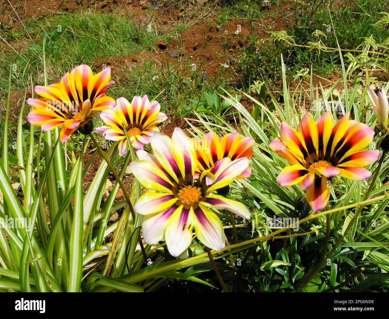 Gazania flowers in a garden at Ooty, India Stock Photo