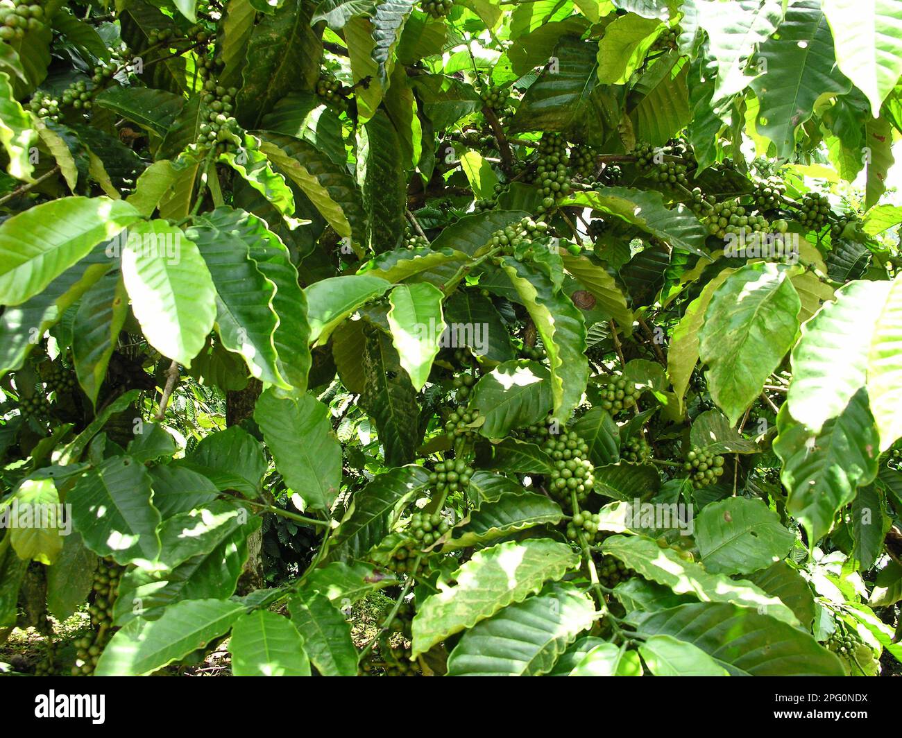 Coffee farming tanzania hi-res stock photography and images - Alamy