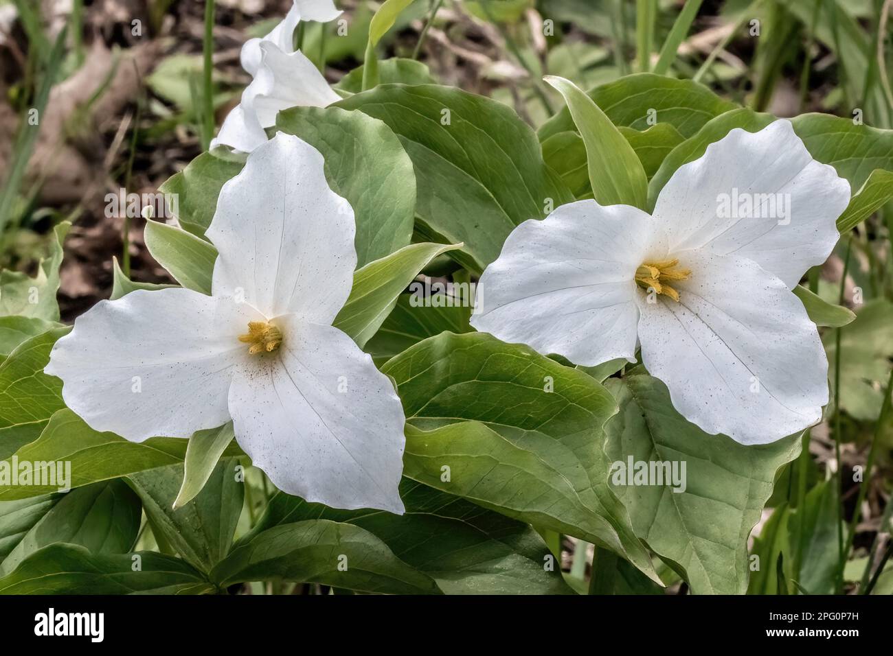 Pretty white trillium wildflowers growing on the edge of a woods on a spring day in Taylors Falls, Minnesota USA. Stock Photo