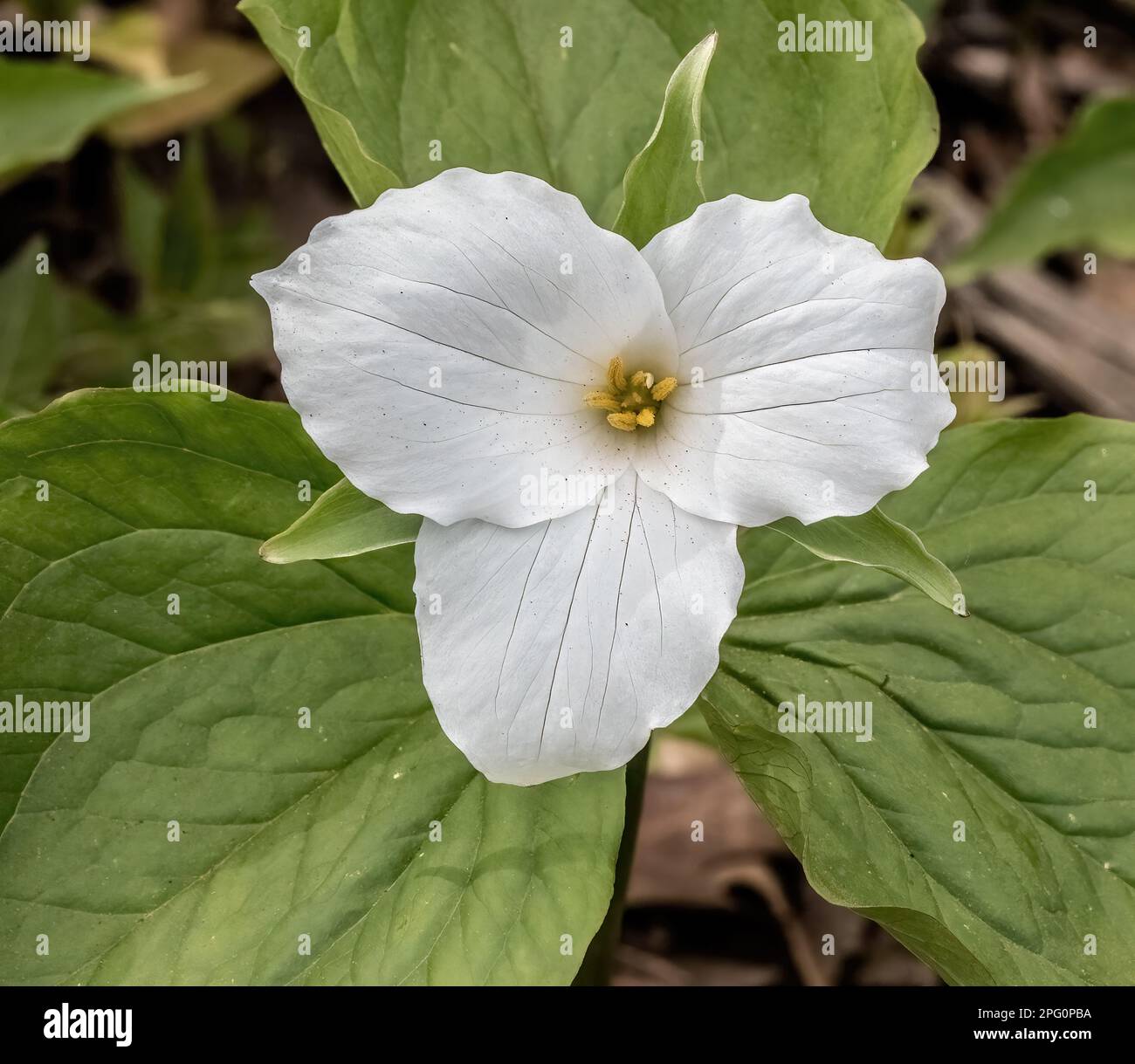 Beautiful white trillium wildflower blooming on the edge of a woods on a spring morning in Taylors Falls, Minnesota USA. Stock Photo